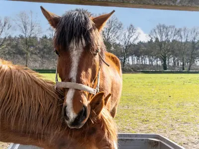 a horse standing next to a pony in a field at De Kievelder in Peer