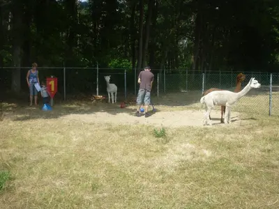 a man standing next to two llamas in a field at De Alpacaboerderij in Bocholt