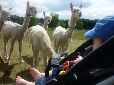 a child in a car seat looking at llamas at De Alpacaboerderij in Bocholt
