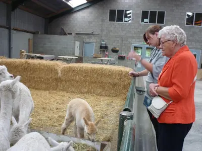 two women are looking at animals in a barn at De Alpacaboerderij in Bocholt