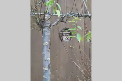 a bird feeder on a tree next to a fence at Hof van Eggertingen Bakhuis in Riemst