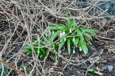 a green plant with white flowers in the ground at Hof van Eggertingen Bakhuis in Riemst
