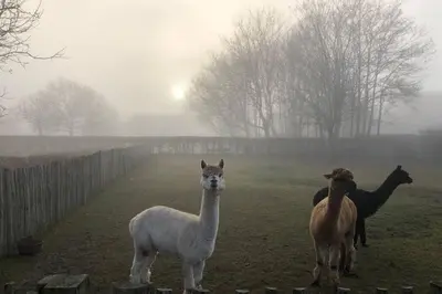 three llamas standing in a field in the fog at Hof van Eggertingen Bakhuis in Riemst