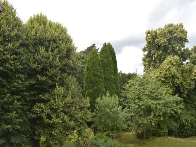 a group of trees in a field at Geel Chalet in Netevallei in Geel