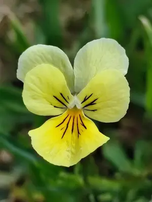 a close up of a yellow flower at Your Stay in Kelmis - La Calamine- Cosy apartment in the Ardennes -Three-country point - Neu-Moresnet in Kelmis