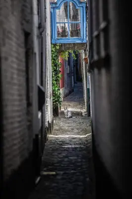 a cat sitting in the middle of an alley at La cave de Nana in Liège