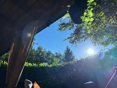 a view of the sun shining through a tree at Chalet Maurice in Zutendaal