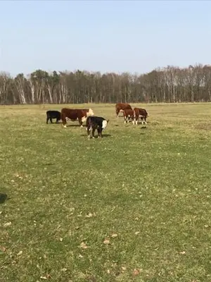 a group of cows grazing in a field at Natuur-like Glamping in Bosland in Pelt