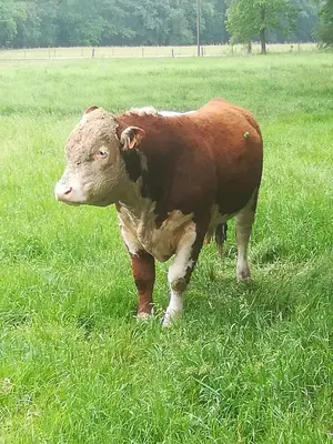 a brown cow standing in a field of grass at Natuur-like Glamping in Bosland in Pelt