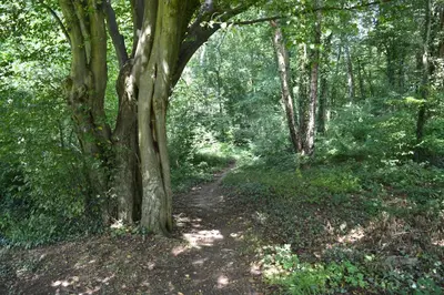 a dirt trail in a wooded area with trees at Calme et verdure 9 in La Calamine