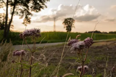a field with purple flowers in front of a road at Villa veld en velo in Bree