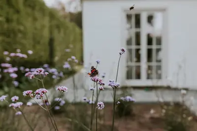 a butterfly sitting on top of purple flowers in front of a house at Kipdorp39 in Bree