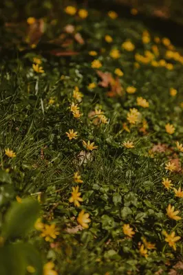 a pile of yellow flowers in the grass at Kipdorp39 in Bree