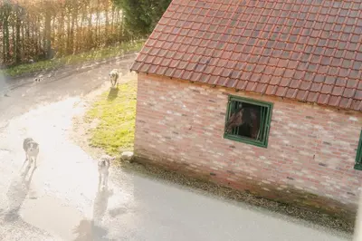 two animals looking out of a window of a brick building at De Dommelhoeve in Peer