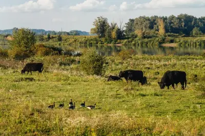 a group of cows grazing in a field with ducks at De Dommelhoeve in Peer