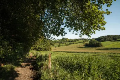 a dirt path in a field with a tree at De Dommelhoeve in Peer