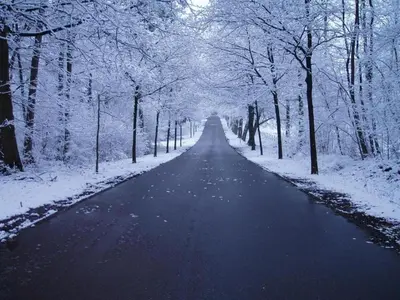 a snow covered road with trees on the sides at De Bosdreef - Hengelhoef - duplex met verwarmd openluchtzwembad in Houthalen-Helchteren