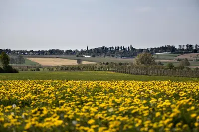 a field of yellow flowers in a green field at Vakantiewoning P3F in Plombières