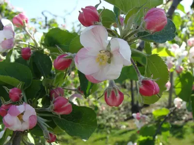 a bunch of pink and white flowers on a tree at Aan het Singelhof - Bellefleur*** met sunshower en tuin in Sint-Truiden