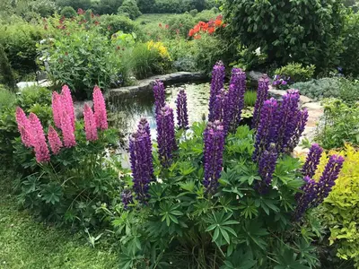 a garden with purple and pink flowers next to a pond at Studio Au jardin fleuri in Verviers