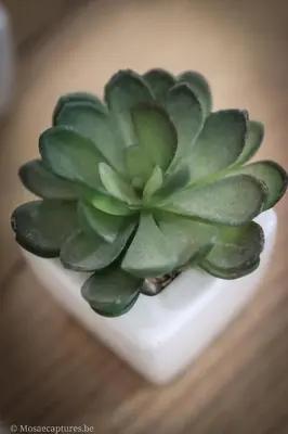 a green succulent plant in a white bowl on a table at De Millenniumhoeve (Willy) in Riemst