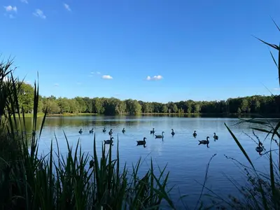 a group of ducks swimming on a lake at Mimi's natuurhuisje in Lanaken