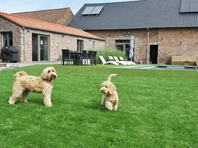 two dogs standing in the grass in a yard at Vlaanderen Cozy Cottage in Eisden