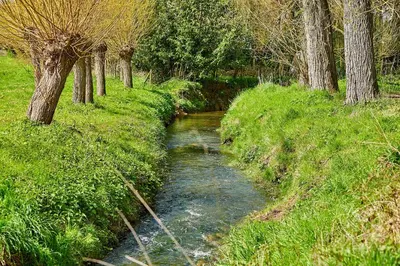 a small stream in a field with trees and grass at lit-loo in Hasselt