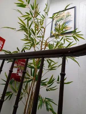 a plant sitting on top of a iron rail at Studio régence in Liège
