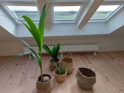 a room with four plants in baskets on the floor at Entre Deux Eaux in Lanaken
