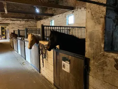 two horses standing in stalls in a barn at Riding School Farm Stay in Sint-Truiden
