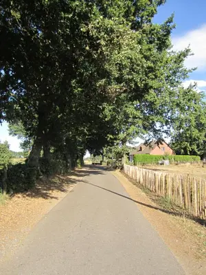 a tree hanging over a road next to a fence at De Hoog Velden 12 in Pelt
