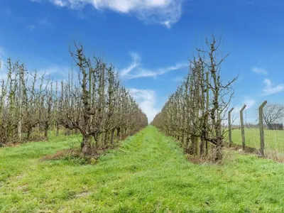 a row of trees in a field next to a fence at Zoutleeuw Home with Pool in Zoutleeuw