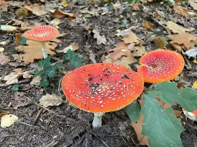 two red and white mushrooms on the ground at Pipowagen de Kat in de Hoge Kempen nabij Maastricht in Lanaken