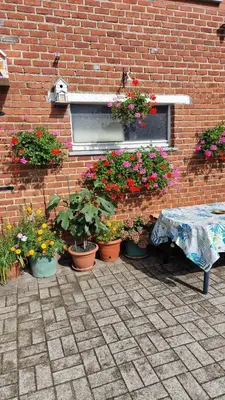 a bunch of potted plants on a brick wall at mignon in Soumagne