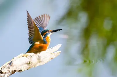 a colorful bird flying in the sky at Vakantiewoning De Luysmolen in Bocholt