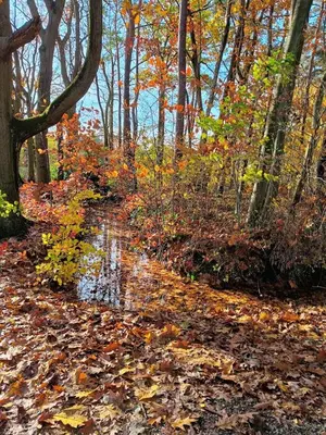 a path in the woods with leaves on the ground at Molière in Rekem