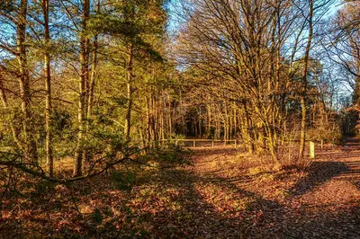 a wooded area with trees and a fence at Molière in Rekem