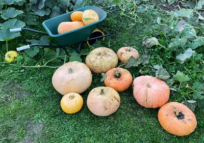 a bunch of pumpkins sitting on the grass with a wheelbarrow at Arcaden loft in Sint-Martens-Voeren