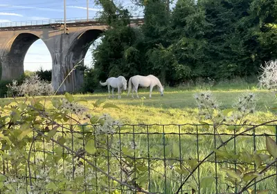 two white horses grazing in a field near a bridge at Arcaden loft in Sint-Martens-Voeren