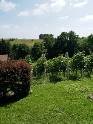 a garden with bushes and trees in a field at CasaVitis Erholung am Weinberg in Lontzen