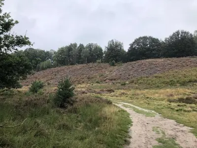 a dirt road in the middle of a field at Het Zenhuisje in Lanaken