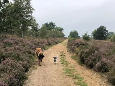 a dog and a cow walking down a dirt road at Het Zenhuisje in Lanaken