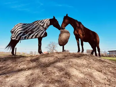 two horses are standing on top of a hill at Ontwaken tussen de paarden in Helen-Bos